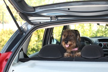 In partenza con il cane