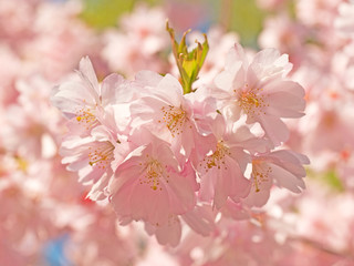 japanische Kirschblüte