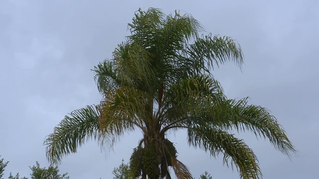 Palm Tree in Rain Storm With Winds. Queen Palm Kind.