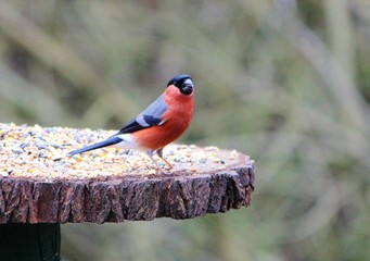 Male Bullfinch (Pyrrhula pyrrhula).