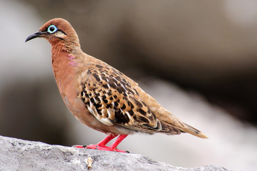Galapagos Dove on a rock