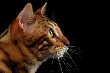 Closeup Portrait Bengal Cat on Black Isolated Background in Profile