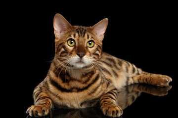 Bengal Male Cat Lying on Black Isolated Background, Looking up