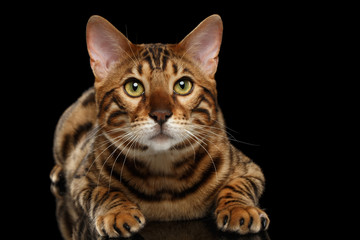 Bengal Male Cat Lying on Black Isolated Background, Looking up