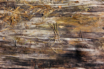 Natural wood background old wet pine. Sunny spring day. Background for websites and printing.