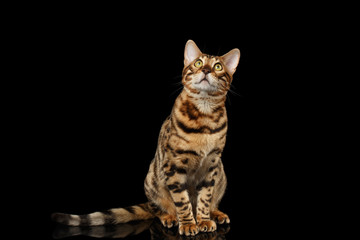 Bengal Cat Sitting on Black Isolated Background, Looking up