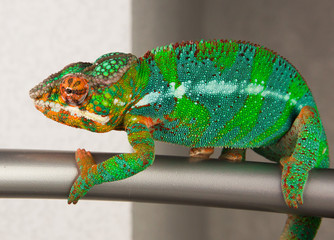 Panther Chameleon is posing for the camera