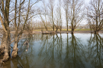 Fototapeta premium Bare trees in the water of a flooded floodplain