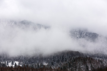 Mountain peaks covered with pine forests and surrounded by cloud