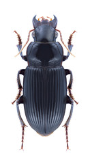 Beetle Pseudoophonus calceatus
