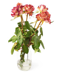 Dried pink roses over the white background