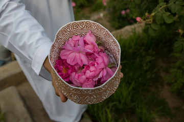 Fototapeta premium Roses being picked at the mountains of Oman, place called 