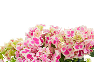 pink  hortensia flowers