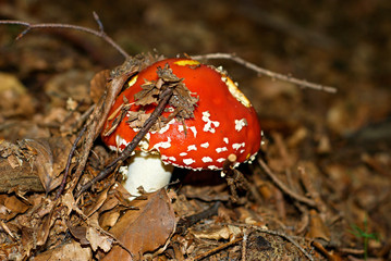 Hidden toadstool