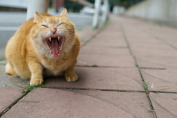 cat yawning