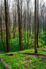 Obraz premium spring forest with sun rays