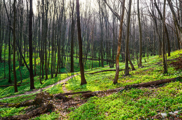 spring forest with sun rays