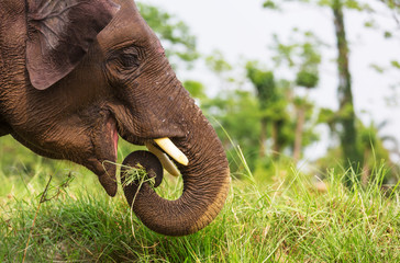 Elephant in Nepal