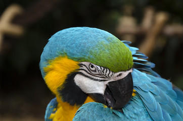 ara in Iguacu in Brazil © sergioboccardo