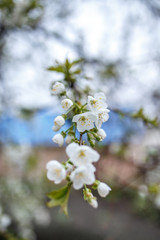 Flower on blurry background