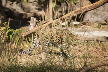 the leopard are hiding