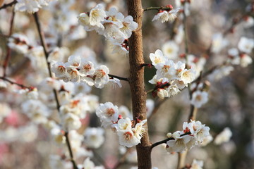 梅の花 