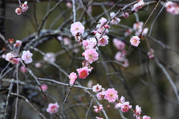 梅の花