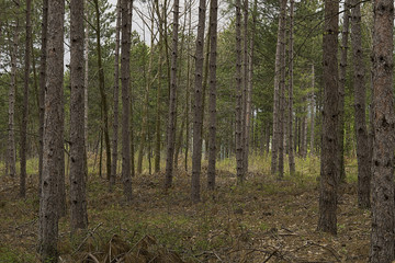 Fir forest after clearing of dried branches