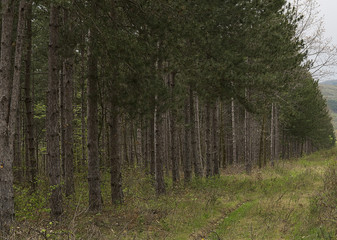 The edge of the spruce forest after clearing of dried branches