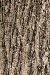 Old wood tree texture