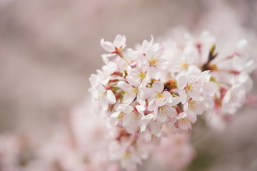 京都　哲学の道　桜