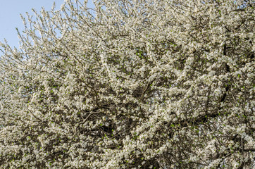 Blooming white flowers in early spring apple tree in the garden in the street
