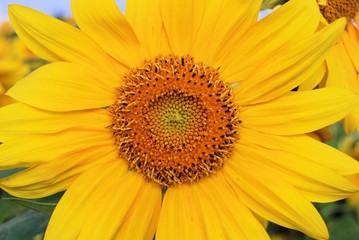 Close up of a sunflower