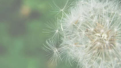 Abwaschbare Fototapete Dreamy image of dandelion seeds - lightened and soft focus effect © Julie Clopper