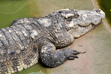 Adult crocodiles in their natural habitat