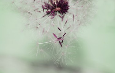 Dreamy image of dandelion seeds falling down - soft focus