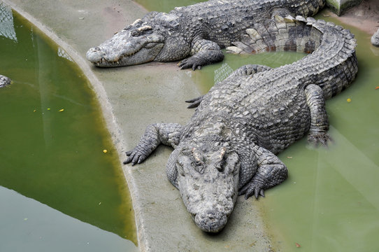 Adult crocodiles in their natural habitat