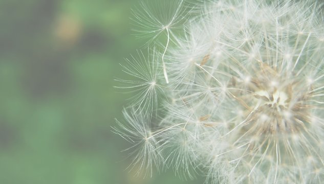 Dreamy image of dandelion seeds - lightened and soft focus effect