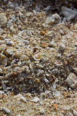 Grober Strandsand mit kleinen Muschelstücken