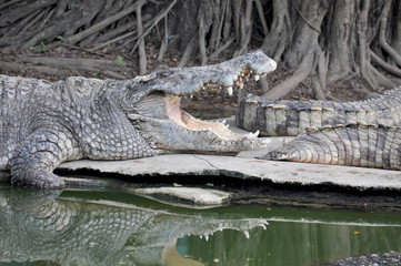 Adult crocodiles in their natural habitat 