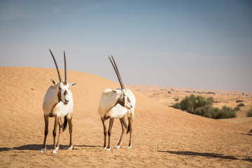 Arabian oryxes in a desert near Dubai