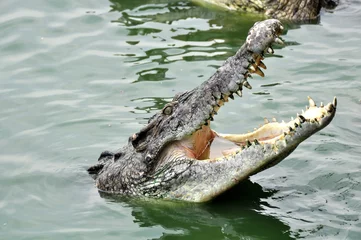 Tableaux ronds sur aluminium brossé Crocodile Adult crocodiles in their natural habitat 