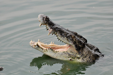 Adult crocodiles in their natural habitat 
