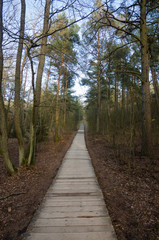 Wood path way among the trees of Curonian Spit