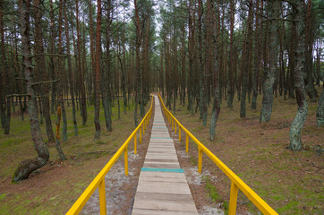 Wood path way among the trees of Curonian Spit