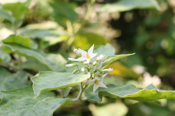 Eggplant flowers