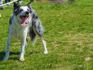 Fototapeta premium Cute Border Collie