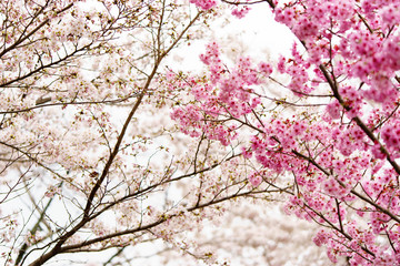 京都　哲学の道　桜