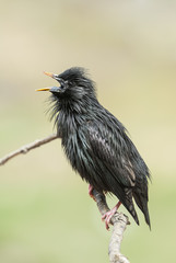 An adult Spotless Starling on a branch. Extremadura (Spain).