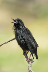 An adult Spotless Starling on a branch. Extremadura (Spain).